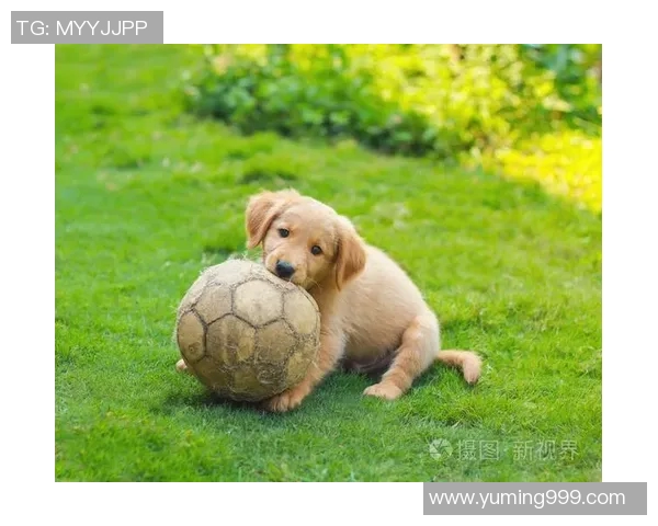 足球明星与狗狗的温馨瞬间共同谱写的友谊篇章 足球明星与狗狗的温馨瞬间共同谱写的友谊篇章